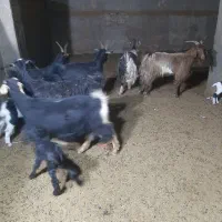 فروش بزبزغاله دار شیرا|حیوانات مزرعه|قاهان, |دیوار