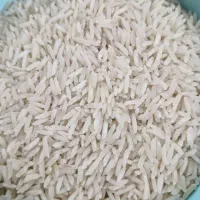 هاشمی پرمحصول