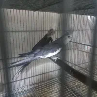 جفت عروس هلندی وایت فیس