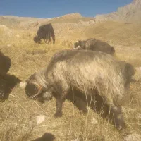 قوچ اصل ترکی روزگاری|حیوانات مزرعه|فریدونشهر, |دیوار