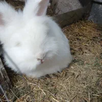 خرگوش کله شیری ( یا لئون هد)|موش و خرگوش|سنگر, |دیوار