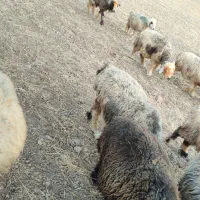 میش داشتی