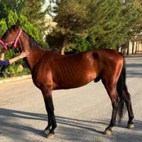 فروش و اجاره اسب ساعتی،روزانه جهت عکاسی،سوارکاری