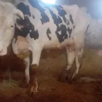 گاو و گوساله ماده مالچه پر شیر|حیوانات مزرعه|کرمانشاه, |دیوار