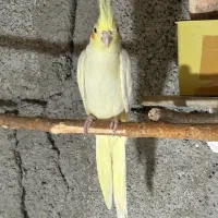 یک جفت عروس هلندی لوتینو (کلکسیونی)|پرنده|دره شهر, |دیوار