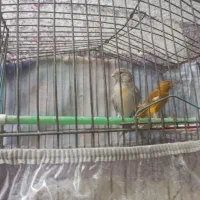 دوتادقناری ۱ نر یه ماده