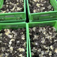 بلدرچین یکروزه|حیوانات مزرعه|خسروشاه, |دیوار