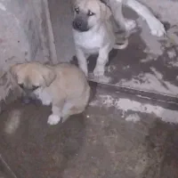 توله سگ سرابی|سگ|اردبیل, |دیوار