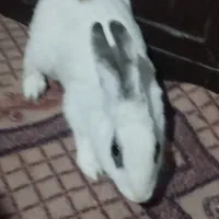 خرگوش|موش و خرگوش|سیب و سوران, |دیوار