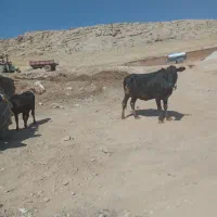 گاو فروشی|حیوانات مزرعه|خرم‌آباد, |دیوار