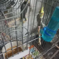 عروس هلندی مولد وسخنگو ومرغ عشق رنگین کمان|پرنده|کهریزک, |دیوار