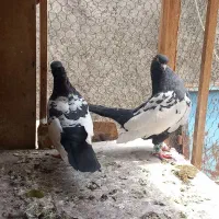 لوازم جانبی حیوانات