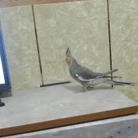 عروس هلندی|پرنده|زابل, |دیوار