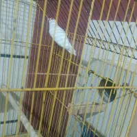 فنج مصری|پرنده|شادگان, |دیوار