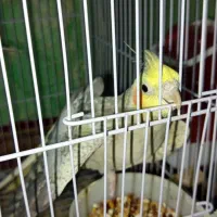 جفت عروس هلندی بالغ|پرنده|زاهدان, |دیوار