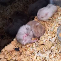 همستر کمپل ۲۰ روزه (مینیاتوری)