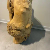 تنه چوب زبان گنجشک