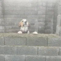 سگ گله|سگ|شلمان, |دیوار