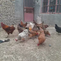 ۲۰عددمرغ‌تخمی‌خانگی‌بایک‌خروس