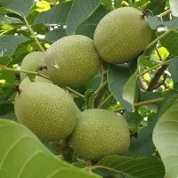 فروش گردو نهال آمریکایی در ماه نهال