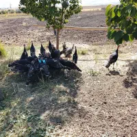 بوقلمون خانگی