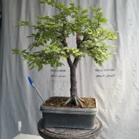 آلوچه بونسای