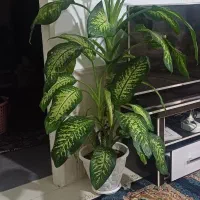 گل دیفین باخیا ده ساله