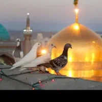 تور مشهد مقدس