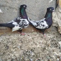 جفت سینه سیاه کاکل