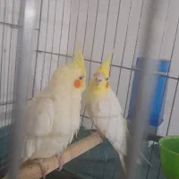 جفت عروس لوتینیو مولد