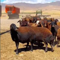خریدار میش افشاری وگوساله
