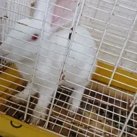 خرگوش چشم رنگی|موش و خرگوش|بندرعباس, |دیوار