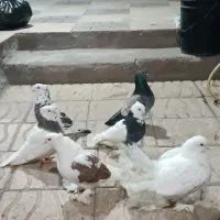 6کبوتر زینتی زیبا