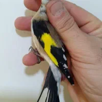 سهره خوش قیافه