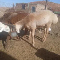 بره ماده چینی قندوزی|حیوانات مزرعه|کرمانشاه, |دیوار