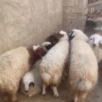 بر پروار|حیوانات مزرعه|چرداول, |دیوار