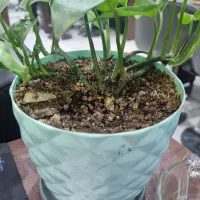 گلدون فروشی