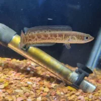 چانا|ماهی|تهران, کیانشهر|دیوار