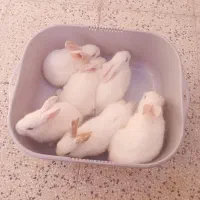 بچه خرگوش لوپ و جرسی