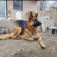 سگ ژرمن|سگ|اصفهان, بوستان ناژوان|دیوار