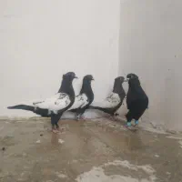 کبوتر سینه آبی جفتی|پرنده|شیراز, شهرک سراج‎|دیوار