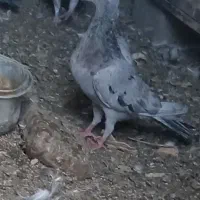 کبوتر|پرنده|عجب شیر, |دیوار