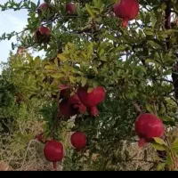 انارانارشیرین وملس بسیارشیرین وخوشمزه