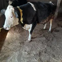 گاو با کوساله ماده