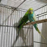 مرغ عشق