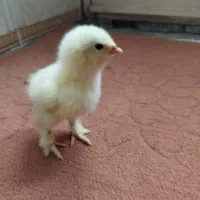 برهما لایت