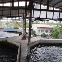 نیرو متاهل برای کار و زندگی در پرورش ماهی