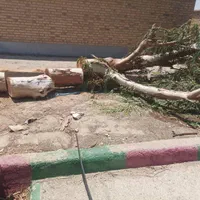 قطع نخل و درخت با خرید چوب درخت|خدمات باغبانی و درختکاری|بوشهر, |دیوار