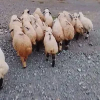 15راس بره شیر