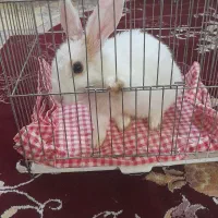 خرگوش زیبا و خال دار|موش و خرگوش|سبزوار, ولیعصر (نجار آباد)|دیوار